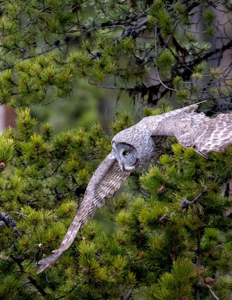 Great Grey Owl Hunt: Got It (3)