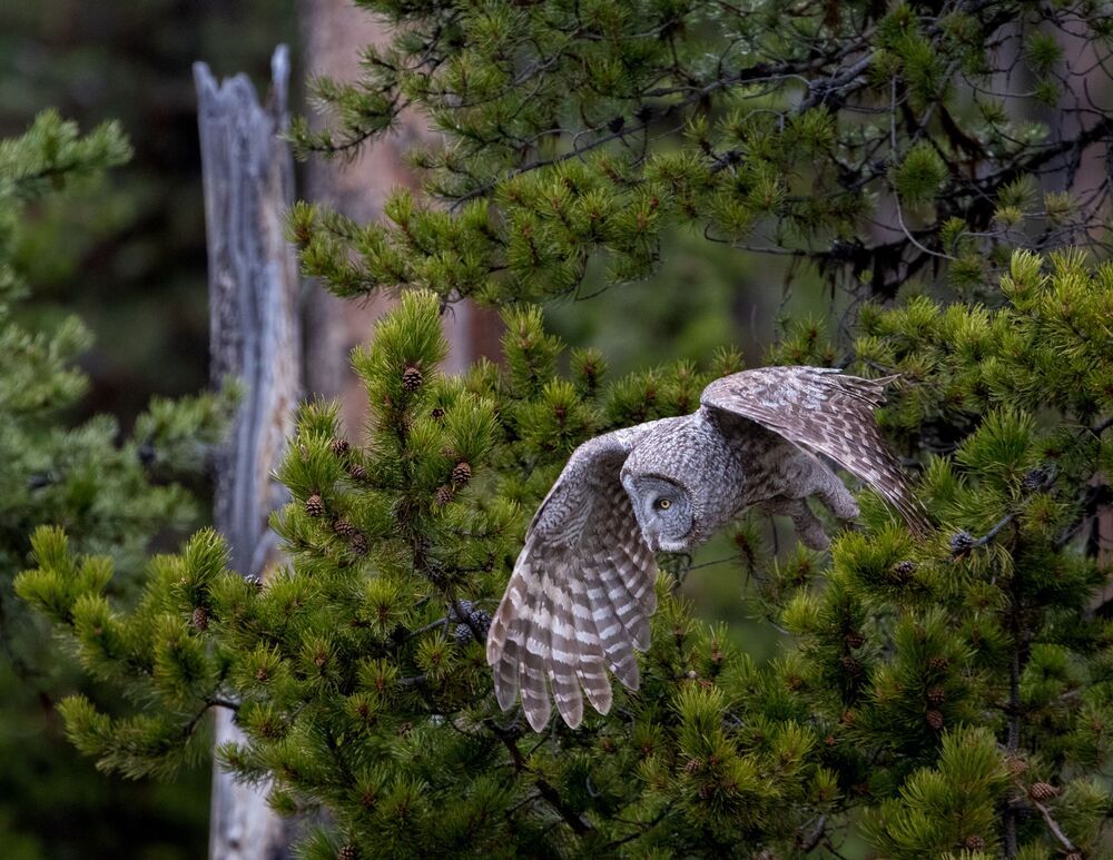 Great Grey Owl Hunt: Got It (5)