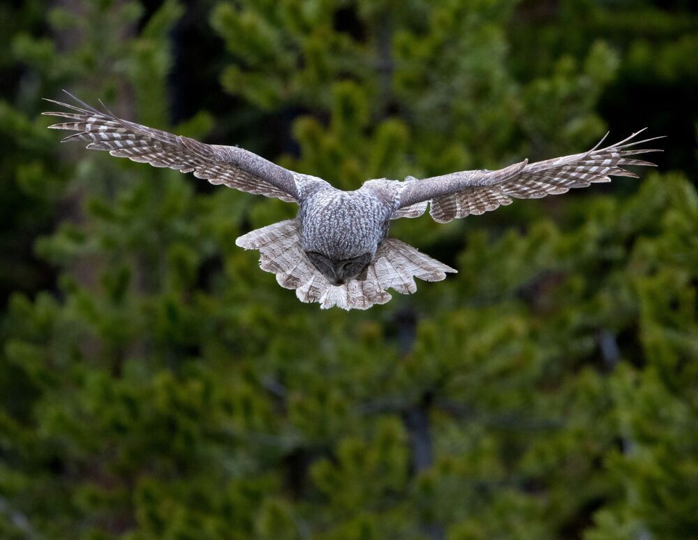 Great Grey Owl Hunt: Got It (6)