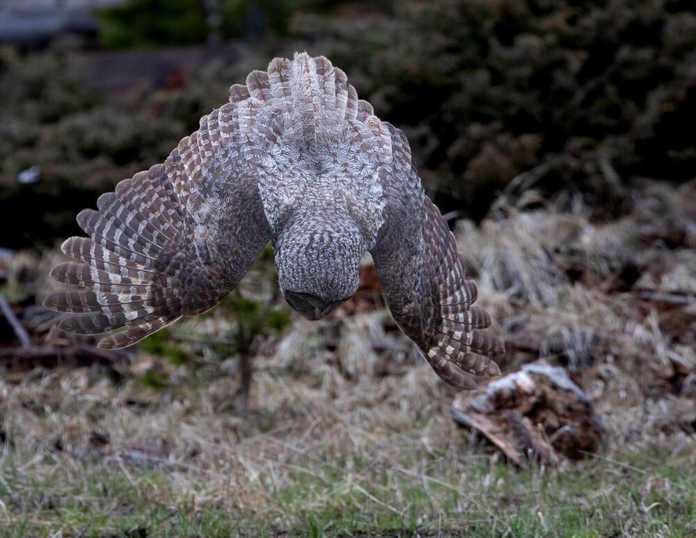 Great Grey Owl Hunt: Got It (7)