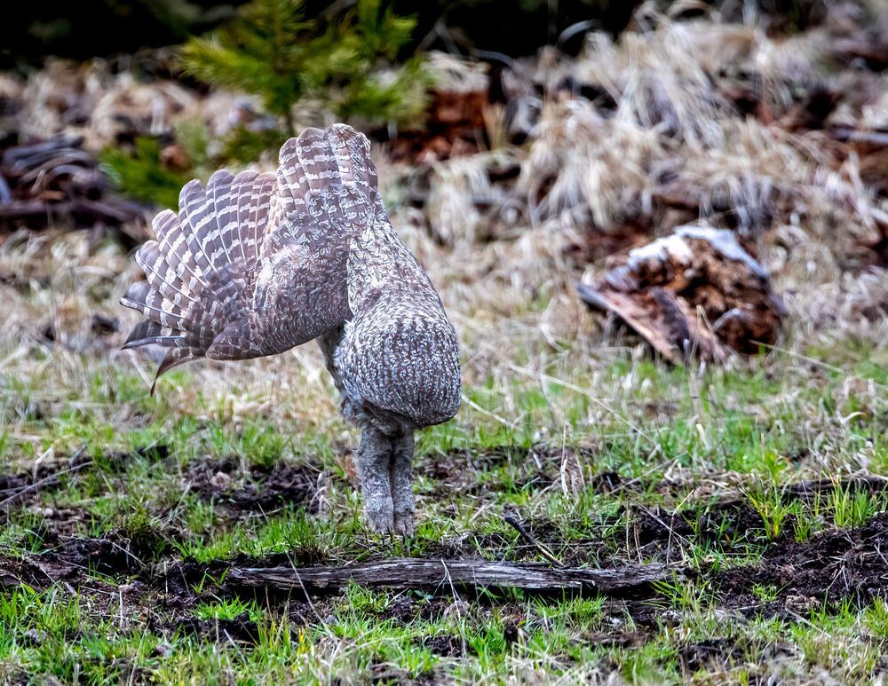 Great Grey Owl Hunt: Got It (8)