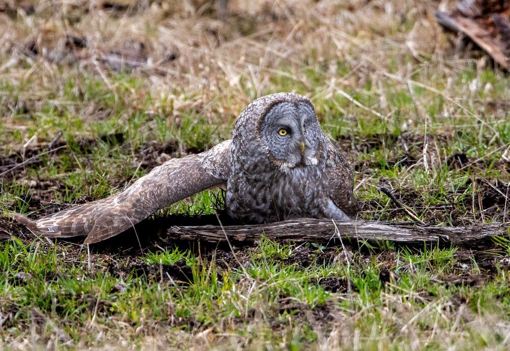 Great Grey Owl Hunt: Got It (9)