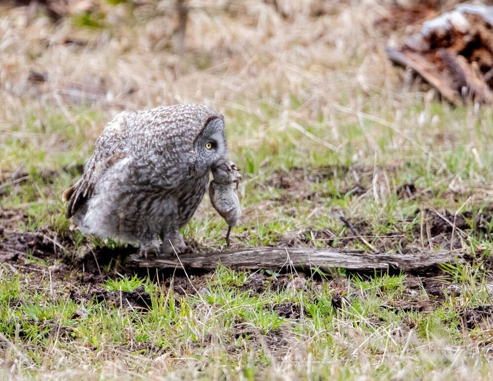 Great Grey Owl Hunt: Got It (10)