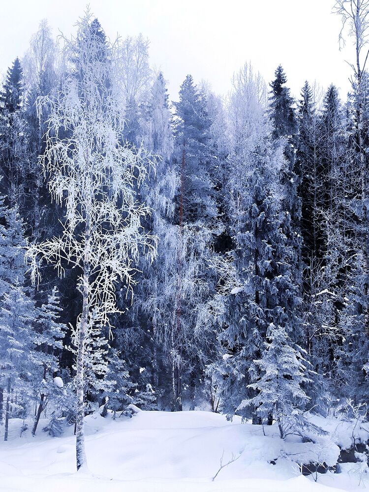 Karelia. 2023. Cold. (4)