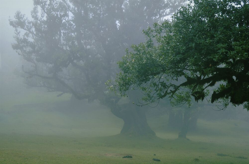 Madeira's foggy forest (3)