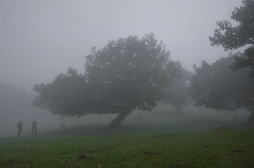 Madeira's foggy forest (4)