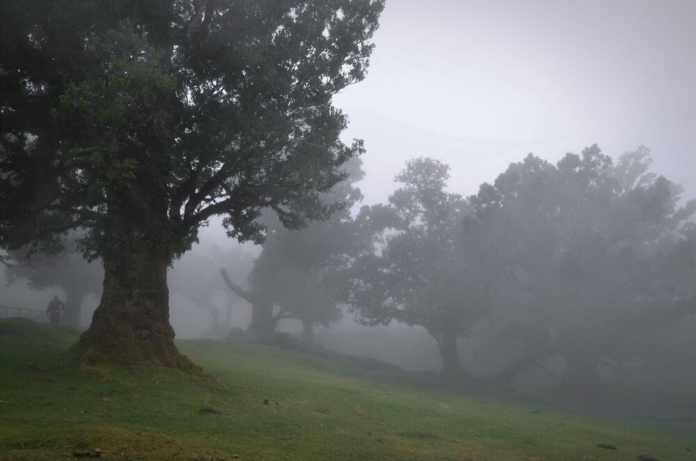 Madeira's foggy forest (5)