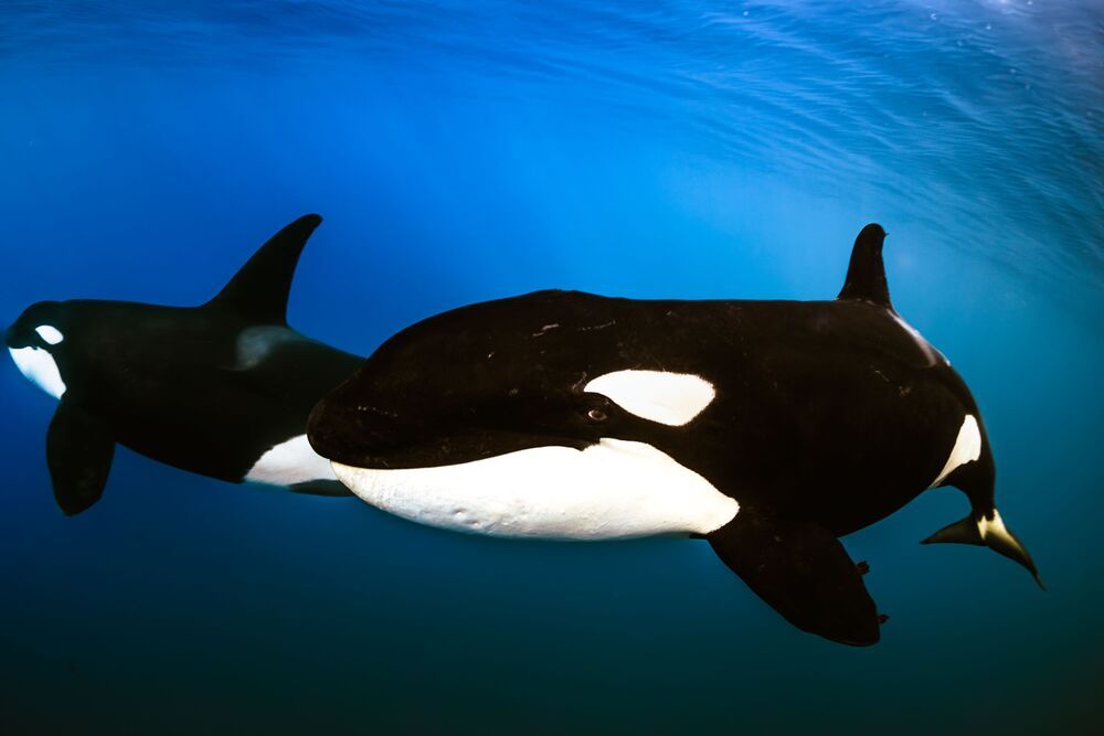 Orcas en libertad (2)