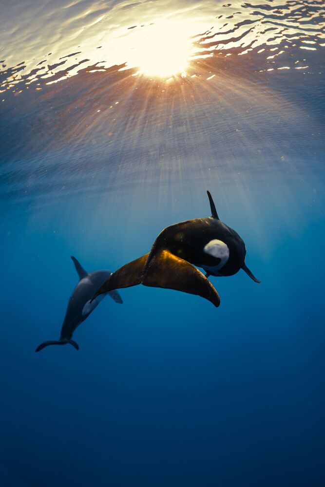 Orcas en libertad (3)