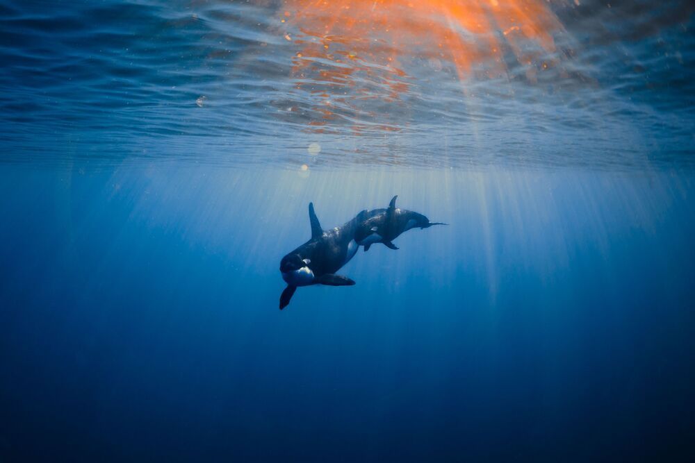 Orcas en libertad (4)