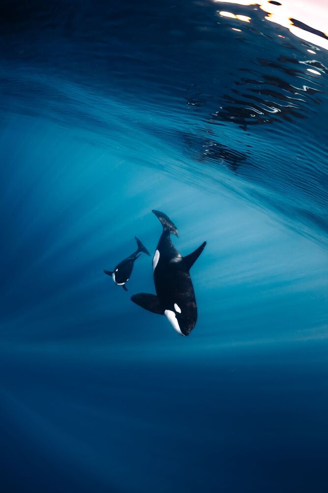 Orcas en libertad (5)