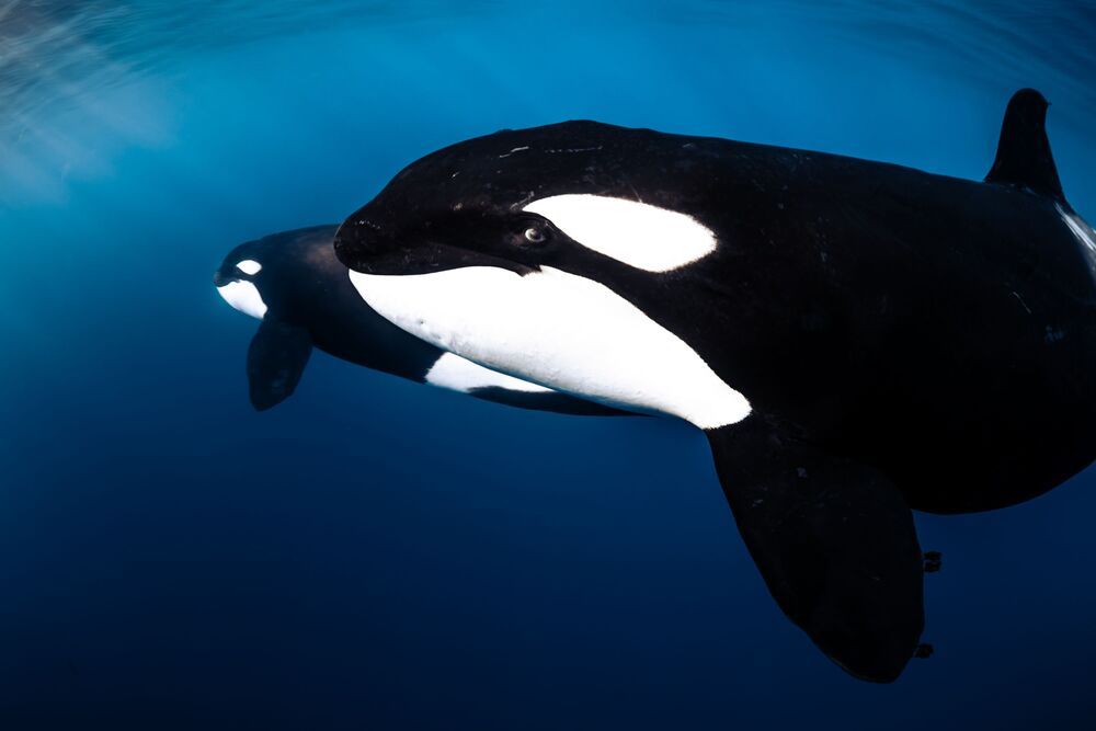 Orcas en libertad (6)
