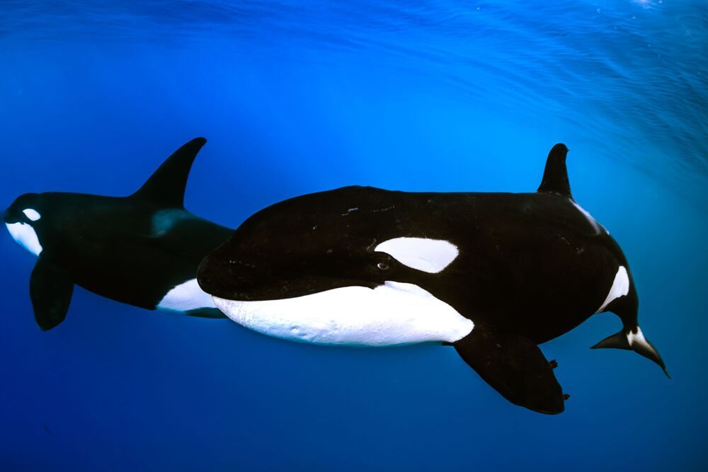 Orcas en libertad (7)