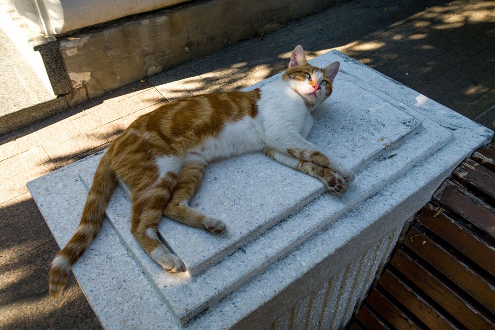 Натурщик / Sculptor's Model (8)