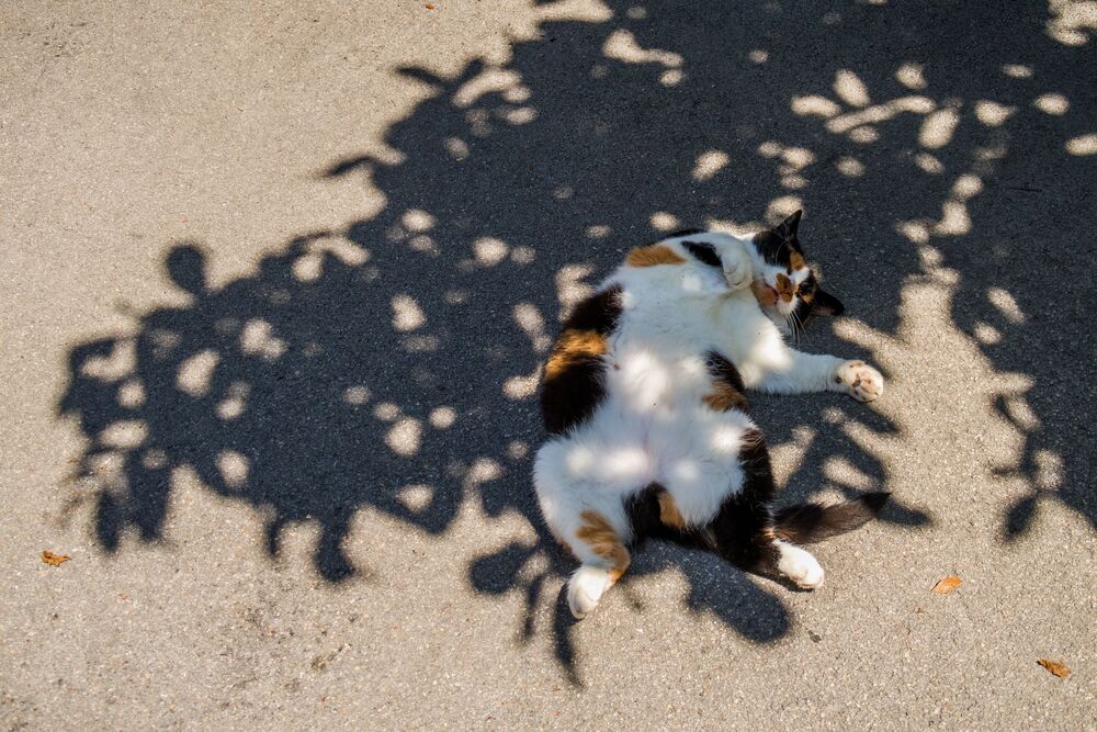 Королевский танец / Dancing Queen (2)