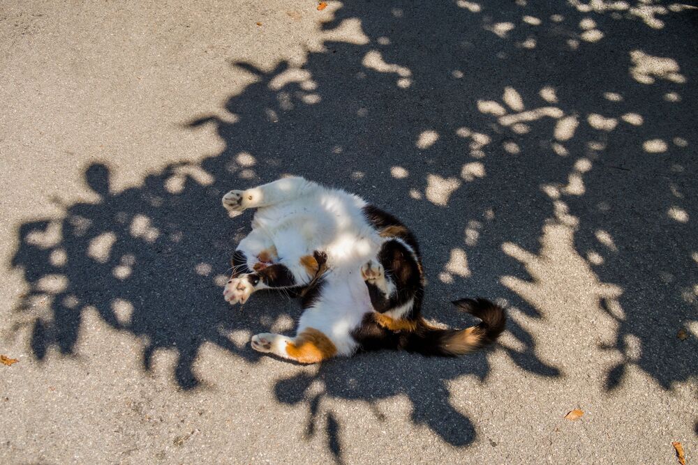 Королевский танец / Dancing Queen (8)