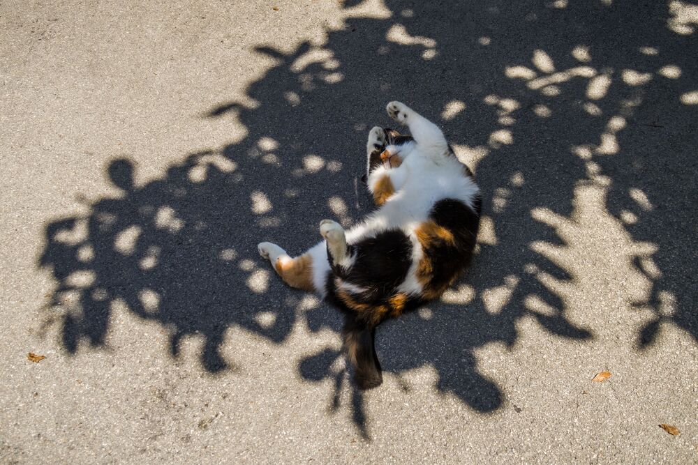 Королевский танец / Dancing Queen (3)
