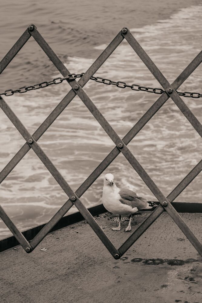Photo #10392317 (9)