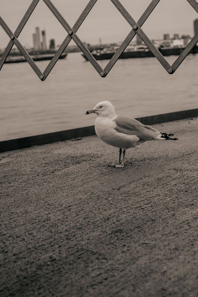 Photo #10392317 (3)