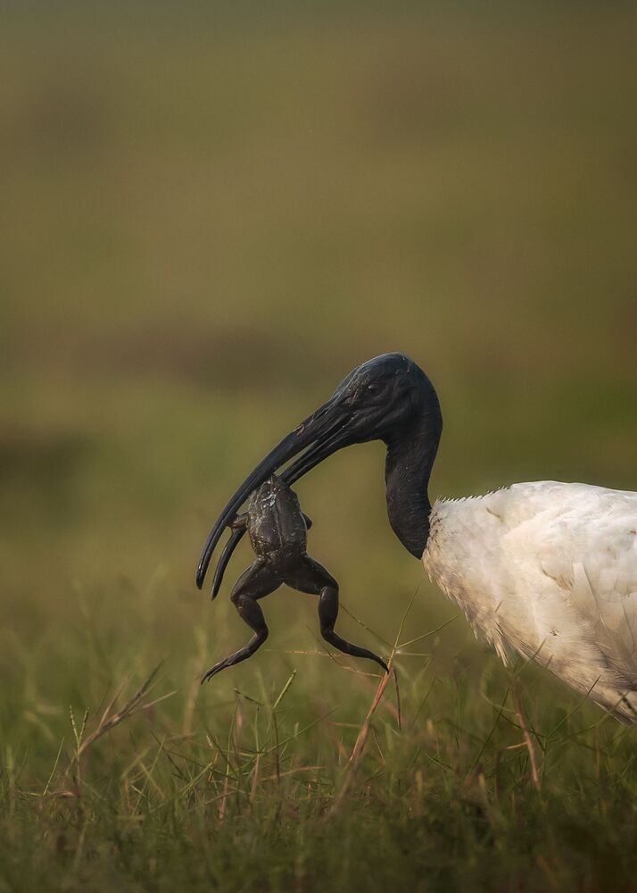 The Predator and the prey (6)