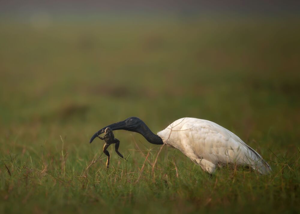The Predator and the prey (5)