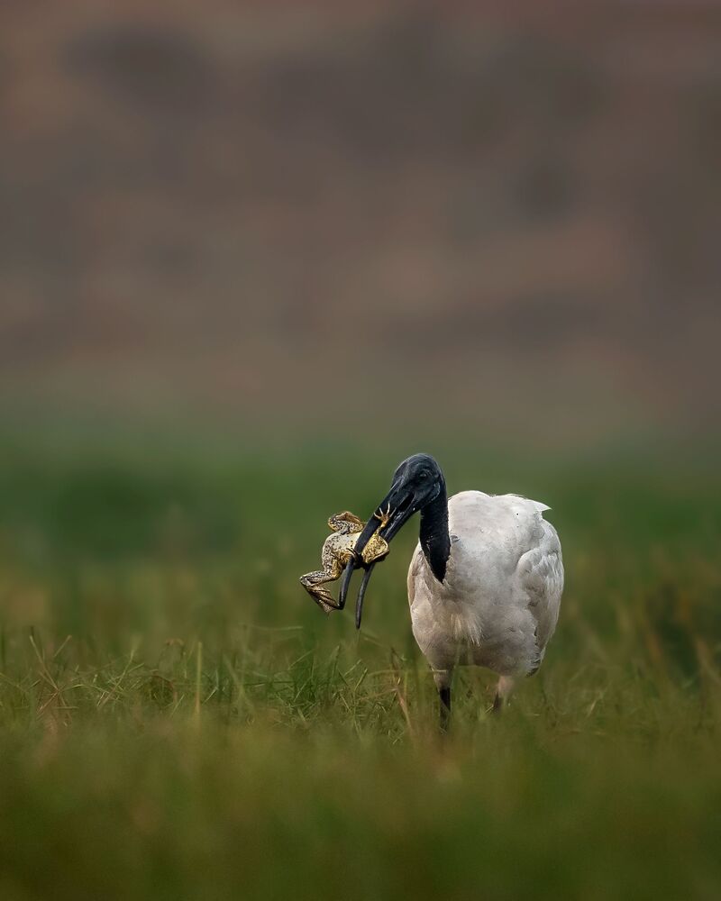 The Predator and the prey (4)
