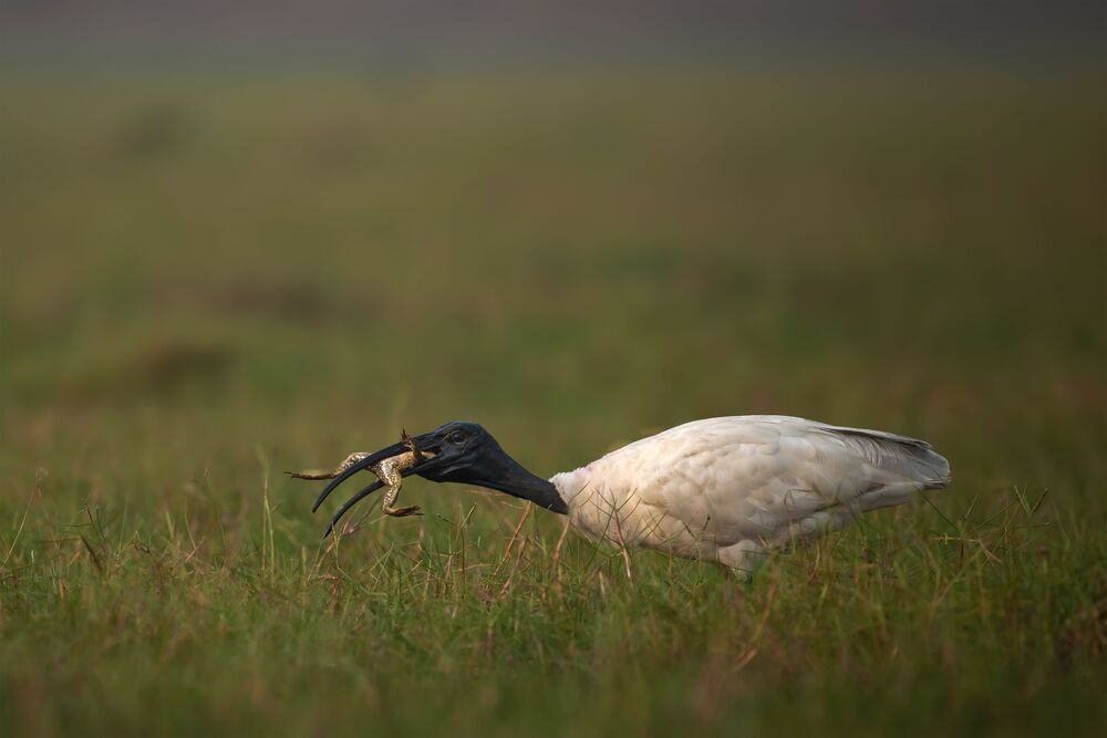 The Predator and the prey (3)