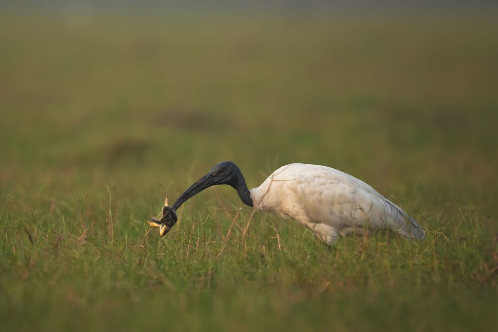 The Predator and the prey (2)