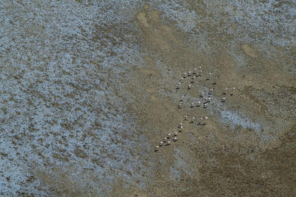 "The Flamingos of Lake Magadi" (4)