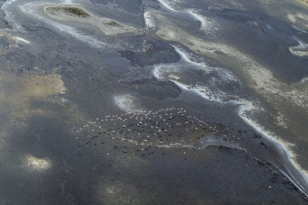 "The Flamingos of Lake Magadi" (5)