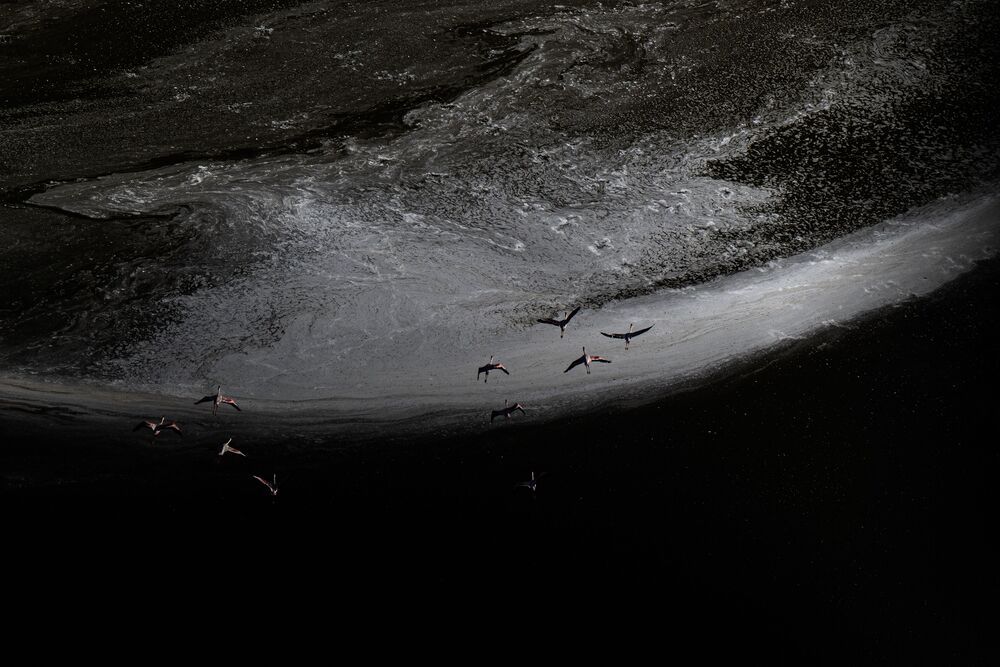"The Flamingos of Lake Magadi" (6)