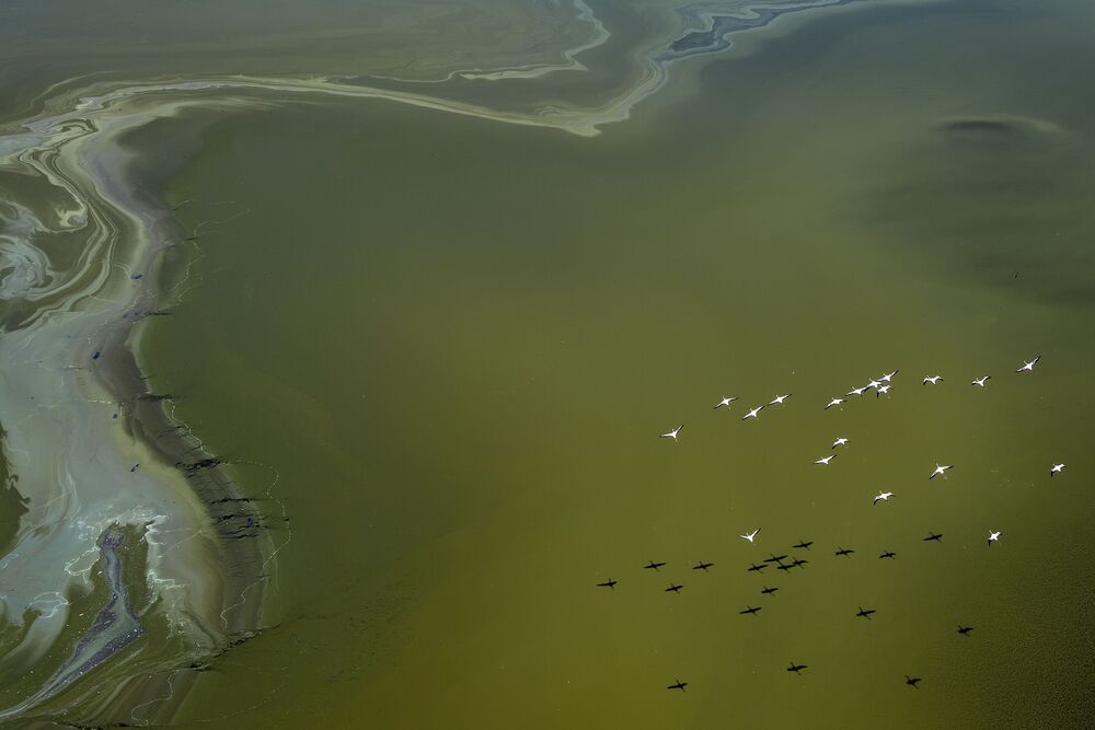 "The Flamingos of Lake Magadi" (7)