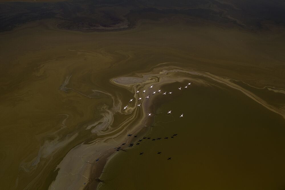 "The Flamingos of Lake Magadi" (8)