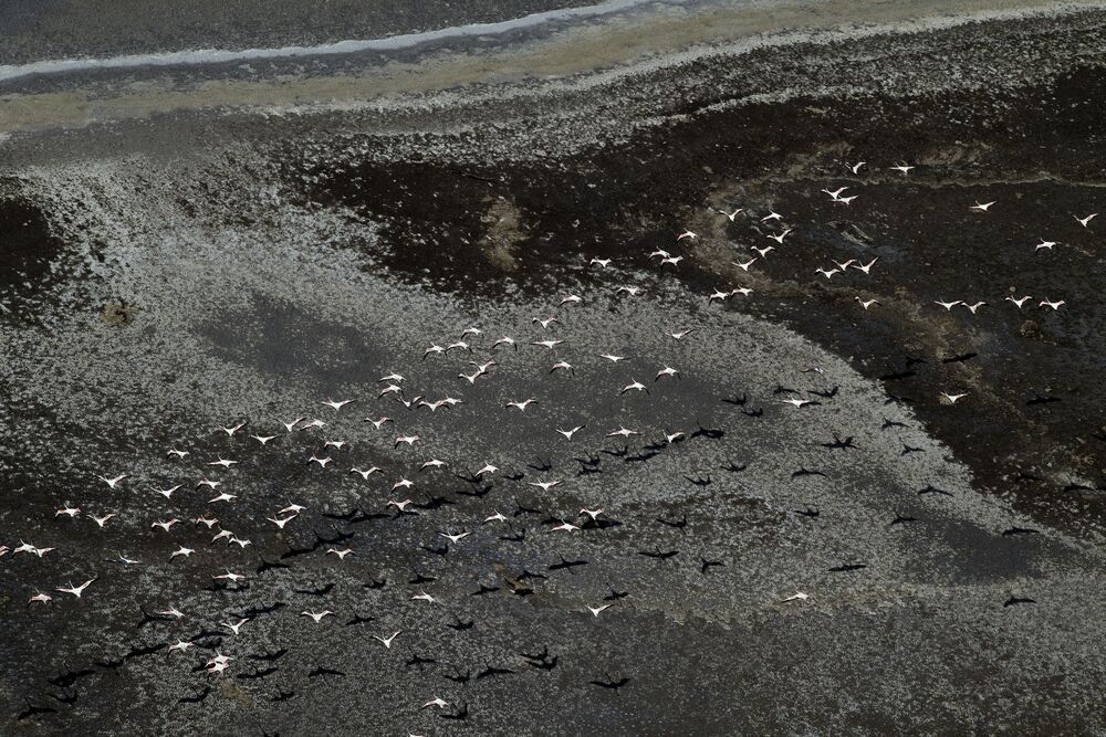 "The Flamingos of Lake Magadi" (10)