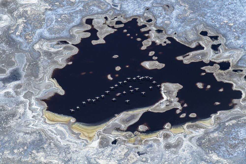 "The Flamingos of Lake Magadi" (11)