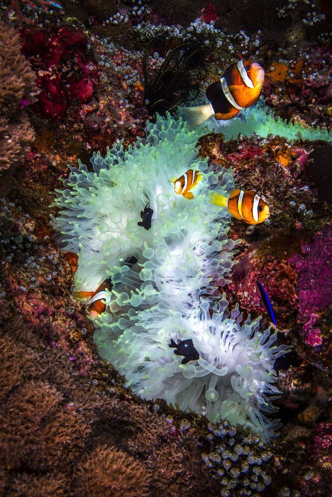Nemos (5)