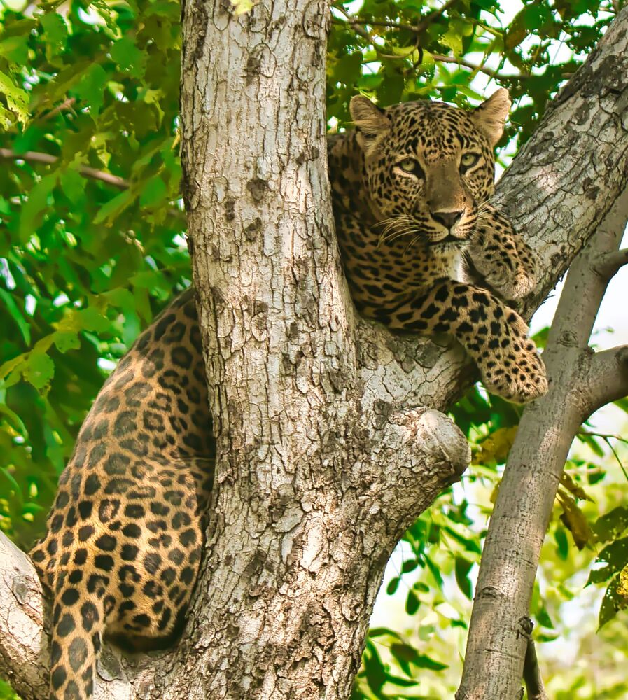 Leopard climbing down a tree (2)
