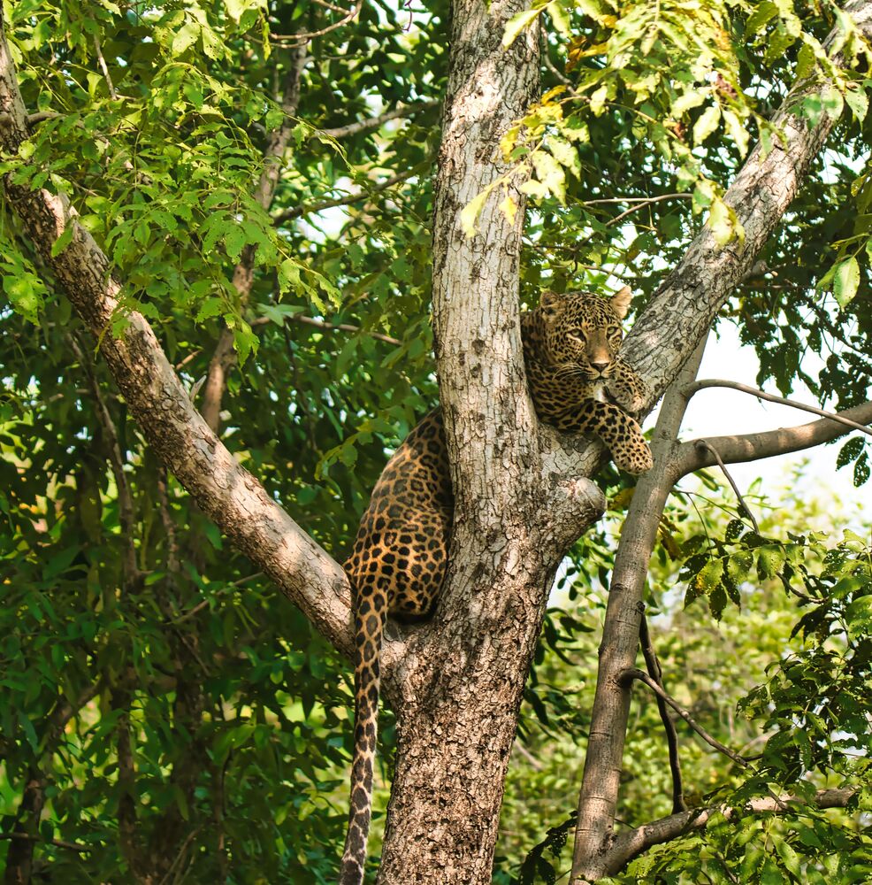 Leopard climbing down a tree (3)