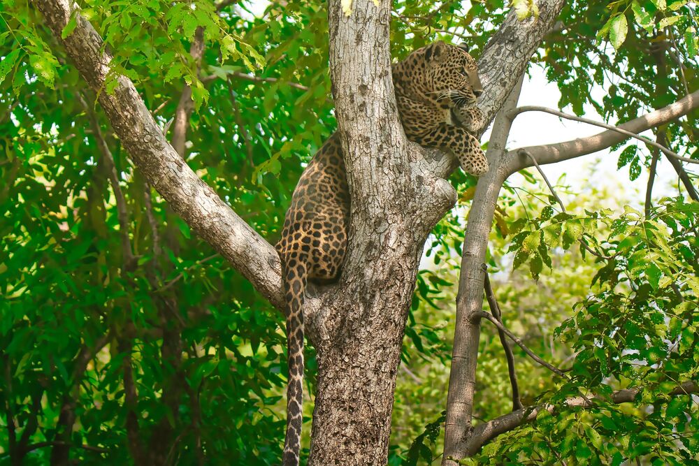 Leopard climbing down a tree (4)