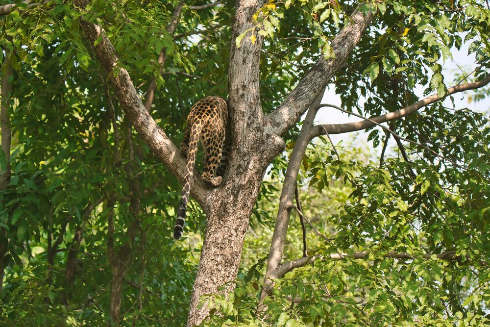 Leopard climbing down a tree (5)