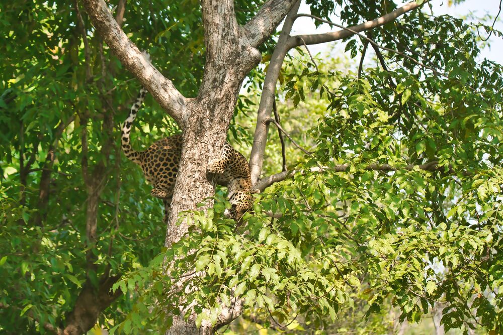 Leopard climbing down a tree (6)