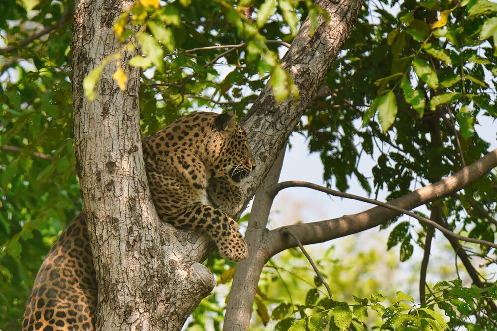 Leopard climbing down a tree (7)
