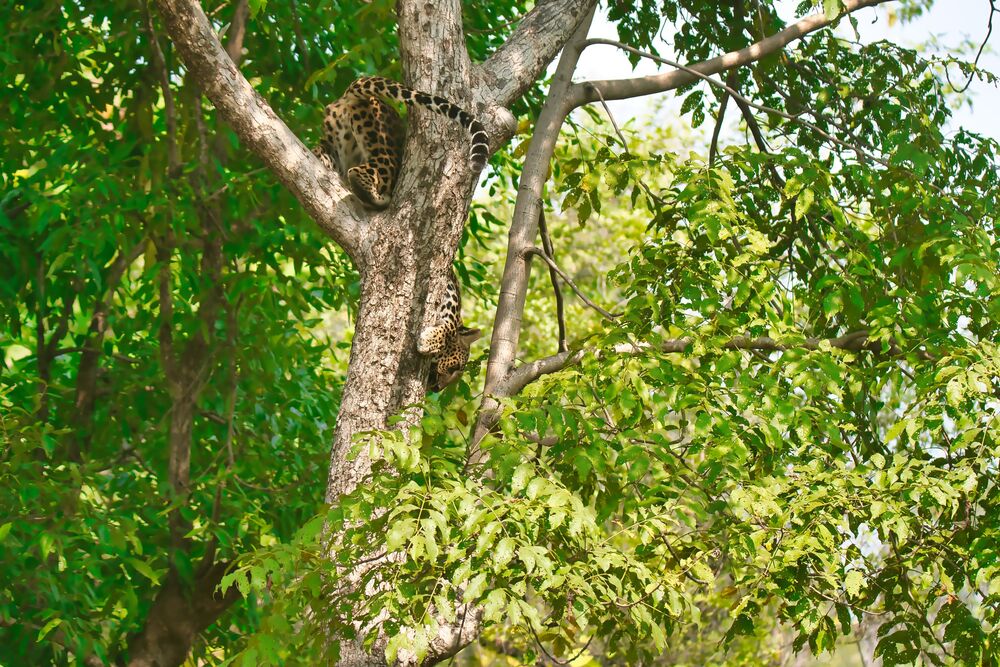 Leopard climbing down a tree (8)