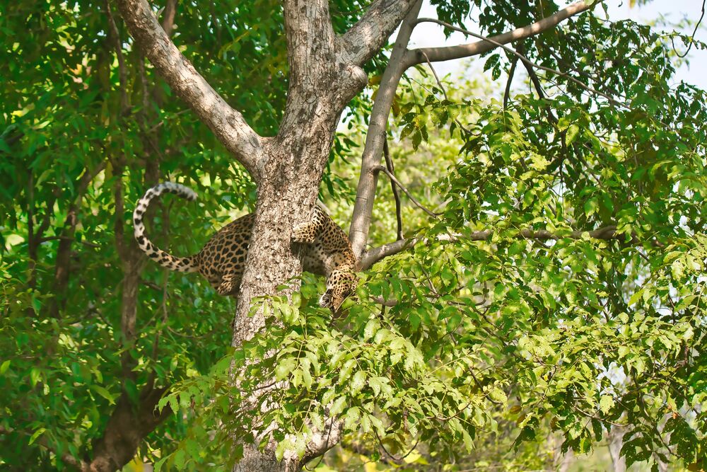 Leopard climbing down a tree (9)