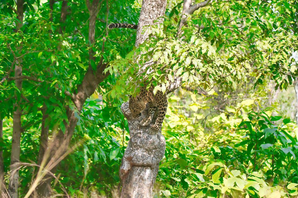 Leopard climbing down a tree (10)