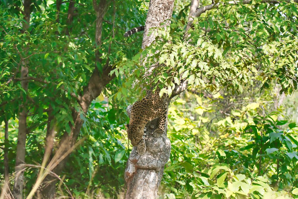 Leopard climbing down a tree (11)