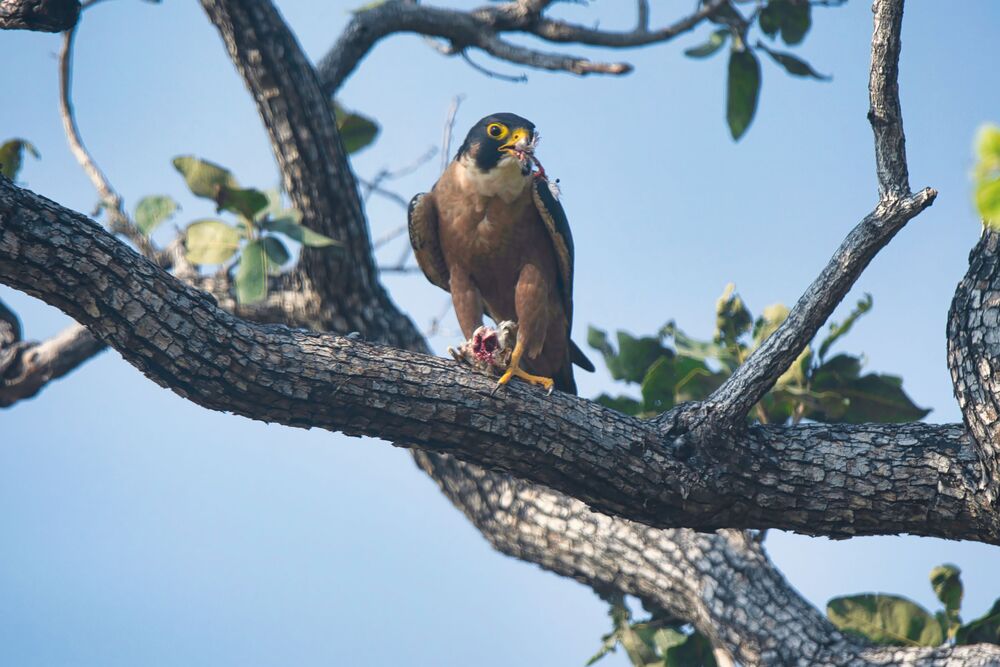 Shaheen Falcon eating prey (3)