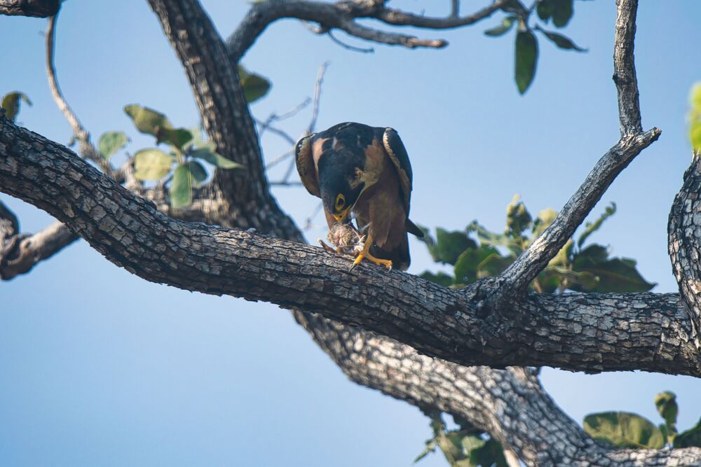 Shaheen Falcon eating prey (4)