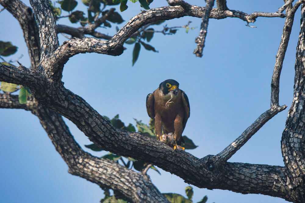 Shaheen Falcon eating prey (5)