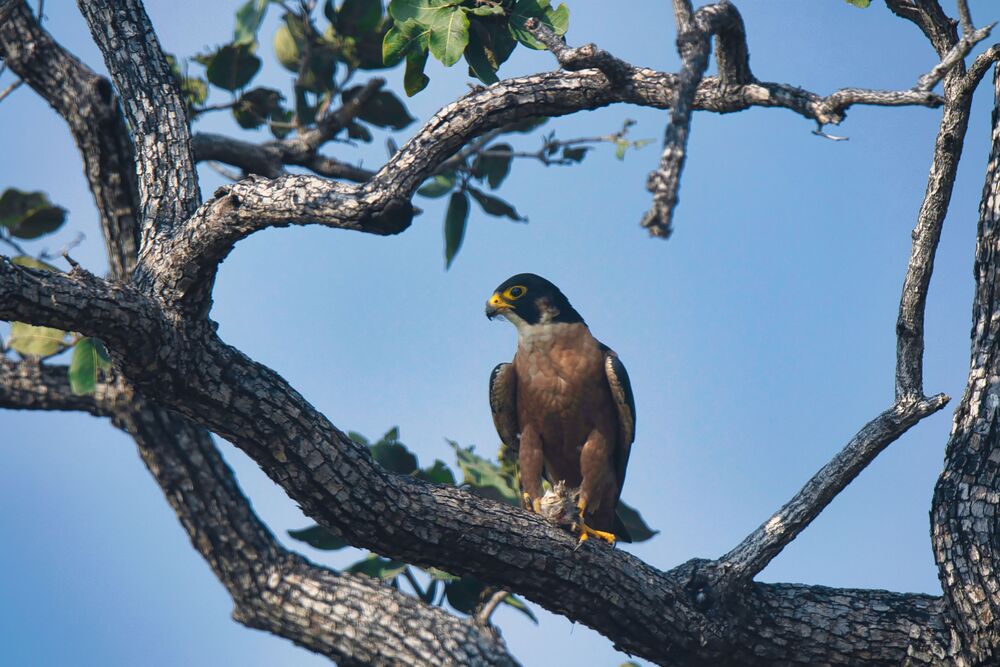 Shaheen Falcon eating prey (6)